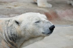 Hockey Bear.jpg