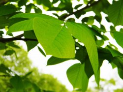 original leaf.jpg original leaf.jpg