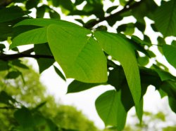 leaf edited.jpg leaf edited.jpg