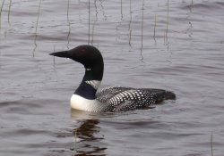 Loon (6a).jpg