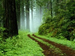 vista-wallpaper-forest.jpg