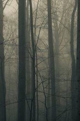 trees5.jpg