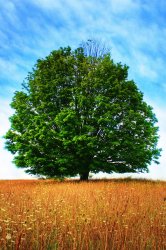 trees8.jpg