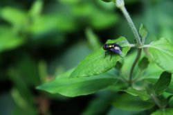 A Fly's Life SMALL.jpg