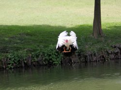 duck landing.jpg