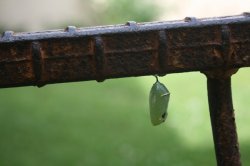 science and children 004.jpg