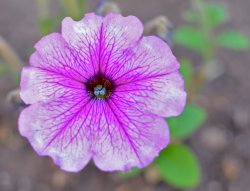 DSC_2923.jpg