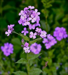 DSC_2801.jpg