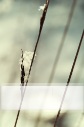 three.png