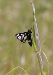 Butterfly thing-1.jpg