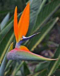 DSC_0696.jpg