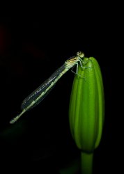 DSC_4100.jpg