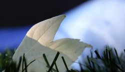 leaf.JPG