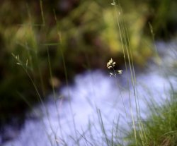 grass.JPG