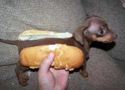 Dachshund-Hot-Dog-17.jpg
