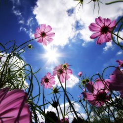 Sunny-Garden-iPad-Wallpaper.jpg