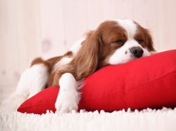 sleepy_puppy_ipad_wallpaper-1152x864.jpg