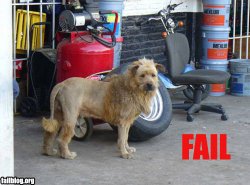 fail-owned-lion-fail.jpg