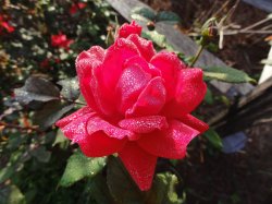 DSC00470.jpg