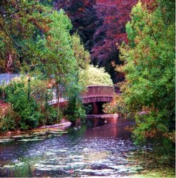 Wildflower Bridge.jpg