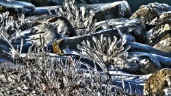 Iced Over_HDRRZ.jpg