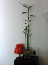 IMG_2944.jpg