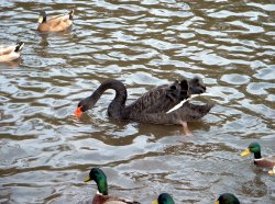 Black Swan.jpg