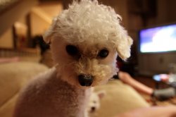 dog.JPG