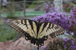 DSC_0478.jpg