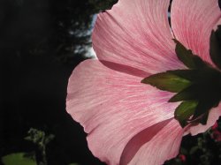 IMG_7410.jpg