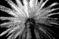 IR_Palm.jpg