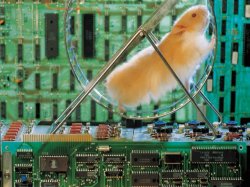 hamster - circuit board.jpg