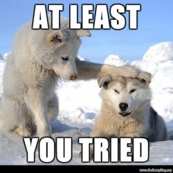 you-have-tried-cute-husky-funny-blog-550x550.jpg