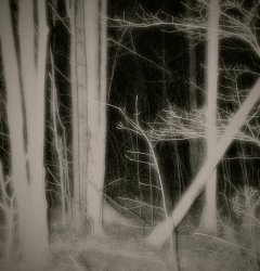 ** Spooky Woods 1-1000b-glow 2-1.jpg