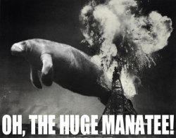 huge manatee.jpg