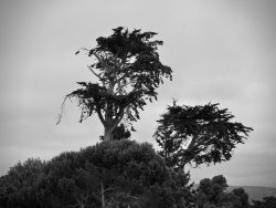 Two Old Trees-.jpg