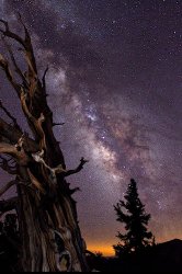 tree and stars.jpg