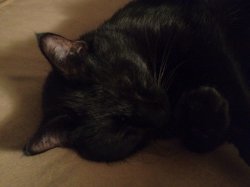 ImageUploadedByTapatalk1319437780.425797.jpg