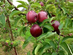 Apples1.jpg