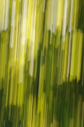 Verticle Greens and Browns iPhone.jpg