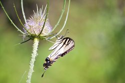 Eastern Tiger Swallowtail.jpg