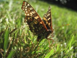 Monarch Butterfly.jpg