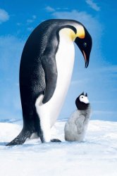 penguins2.jpg