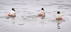 ducks.jpg