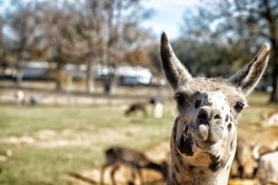 Lama.jpg