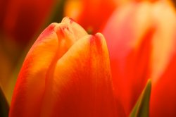 IMG_4261.jpg