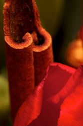 IMG_4345.jpg