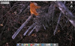 nov_trees.jpg