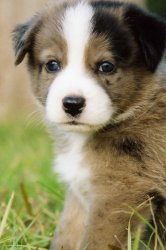 Puppy1.jpg