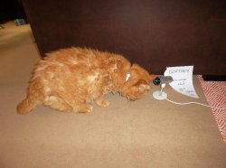 SAM_0279.JPG